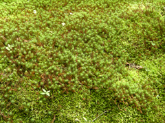 苔の販売 杉苔 ハイ苔 やコケの育て方 苔の育て方 苔の通販 苔屋