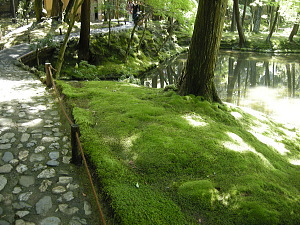 西芳寺　苔庭