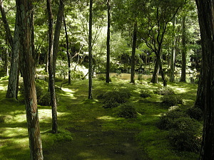 西芳寺　苔庭
