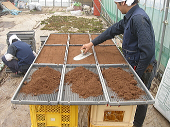 苔の販売 杉苔 ハイ苔 やコケの育て方 苔の種の種播きと養生 苔の通販 苔屋