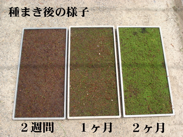 苔の種まき後の様子比較